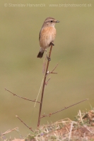 Pŕhľaviar kapucňový - Saxicola maurus - Eastern Stonechat