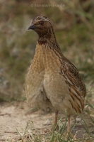 Prepelica poľná - Coturnix coturnix - Common Quail