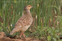 Frankolín sivý - Francolinus pondicerianus - Grey Francolin