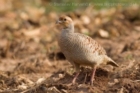 Frankolín sivý - Francolinus pondicerianus - Grey Francolin
