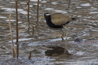 Jakana obočnatá - Metopidius indicus - Bronze-winged Jacana