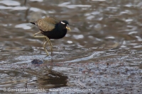 Jakana obočnatá - Metopidius indicus - Bronze-winged Jacana