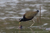 Jakana obočnatá - Metopidius indicus - Bronze-winged Jacana