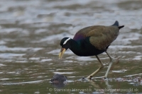 Jakana obočnatá - Metopidius indicus - Bronze-winged Jacana