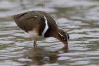 Slukovec zlatý - Rostratula benghalensis - Greater Painted-snipe