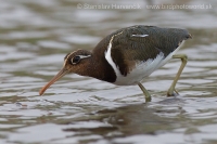 Slukovec zlatý - Rostratula benghalensis - Greater Painted-snipe
