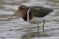 Slukovec zlatý - Rostratula benghalensis - Greater Painted-snipe