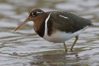 Slukovec zlatý - Rostratula benghalensis - Greater Painted-snipe