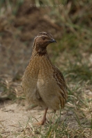 Prepelica poľná - Coturnix coturnix - Common Quail