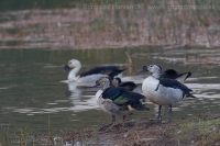 Hrebenatka škvrnitá - Sarkidiornis melanotos - Knob-billed Duck