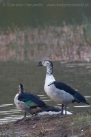 Hrebenatka škvrnitá - Sarkidiornis melanotos - Knob-billed Duck