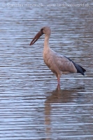 Škározobec driemavý - Anastomus oscitans - Asian Openbill