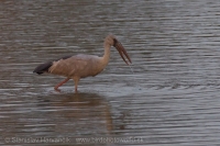 Škározobec driemavý - Anastomus oscitans - Asian Openbill