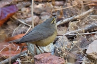 Kolibiarik tmavý - Phylloscopus griseolus - Sulphur-bellied Warbler