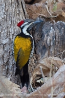 Zlatoš plantážový - Dinopium benghalense - Lesser Goldenback