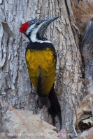 Zlatoš plantážový - Dinopium benghalense - Lesser Goldenback