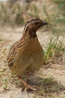 Prepelica poľná - Coturnix coturnix - Common Quail