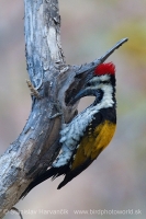 Zlatoš plantážový - Dinopium benghalense - Lesser Goldenback