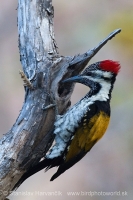 Zlatoš plantážový - Dinopium benghalense - Lesser Goldenback