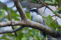 Vejárnik bieločelý - Rhipidura aureola - White-browed Fantail