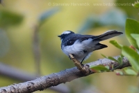Vejárnik bieločelý - Rhipidura aureola - White-browed Fantail