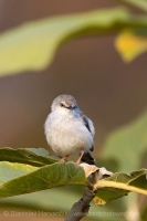 Prinia sivoprsá - Prinia hodgsonii - Grey-breasted Prinia
