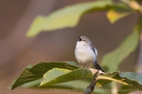 Prinia sivoprsá - Prinia hodgsonii - Grey-breasted Prinia