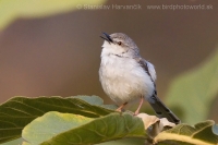 Prinia sivoprsá - Prinia hodgsonii - Grey-breasted Prinia