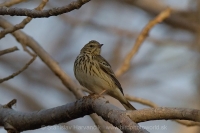 Ľabtuška širokozobá - Anthus (trivialis) haringtoni - Tree Pipit