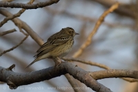 Ľabtuška širokozobá - Anthus (trivialis) haringtoni - Tree Pipit