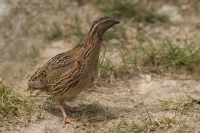 Prepelica poľná - Coturnix coturnix - Common Quail