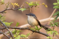 Prinia popolavá - Prinia socialis - Ashy Prinia 