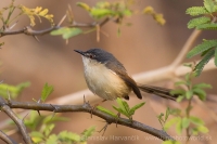 Prinia popolavá - Prinia socialis - Ashy Prinia 