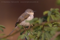 Prinia sivoprsá - Prinia hodgsonii - Grey-breasted Prinia