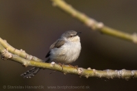Prinia sivoprsá - Prinia hodgsonii - Grey-breasted Prinia