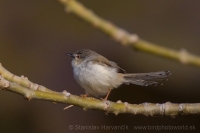Prinia sivoprsá - Prinia hodgsonii - Grey-breasted Prinia
