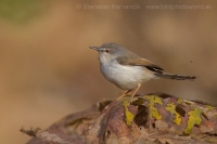 Prinia sivoprsá - Prinia hodgsonii - Grey-breasted Prinia