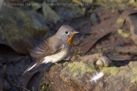 Muchárik malý - Ficedula parva -Red-breasted Flycatcher