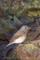 Muchárik malý - Ficedula parva -Red-breasted Flycatcher