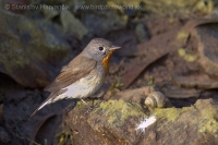 Muchárik malý - Ficedula parva -Red-breasted Flycatcher