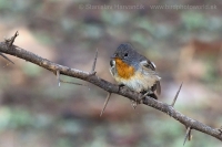 Muchárik malý - Ficedula parva -Red-breasted Flycatcher