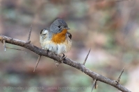 Muchárik malý - Ficedula parva -Red-breasted Flycatcher
