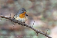 Muchárik malý - Ficedula parva -Red-breasted Flycatcher