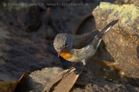 Muchárik malý - Ficedula parva -Red-breasted Flycatcher