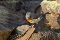 Muchárik malý - Ficedula parva -Red-breasted Flycatcher