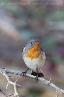 Muchárik malý - Ficedula parva -Red-breasted Flycatcher