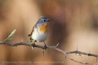 Muchárik malý - Ficedula parva -Red-breasted Flycatcher