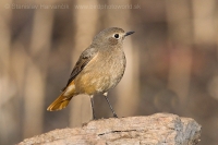 Žltochvost domový - Phoenicurus ochruros - Black Redstart