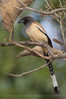 Strakaňa hájová - Dendrocitta vagabunda - Rufous Treepie