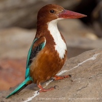 Rybárikovec hnedohlavý - Halcyon smyrnensis - White-throated Kingfisher
